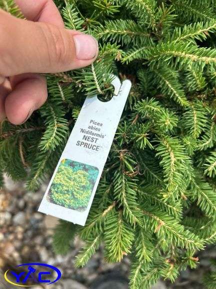 3- Dwarf Nest Spruce (BUYER MUST PAY 3X THE BID PRICE)