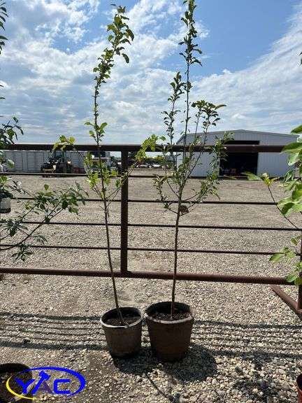 2 - Trail Crabapple (BUYER MUST PAY 2X THE BID PRICE)