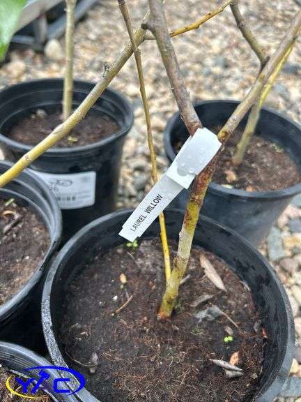 5- Laurel Willow (BUYER MUST PAY 5X THE BID PRICE)