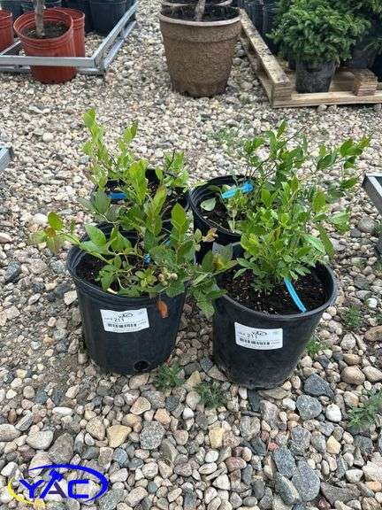 4- North Blue Blueberry (BUYER MUST PAY 4X THE BID PRICE)