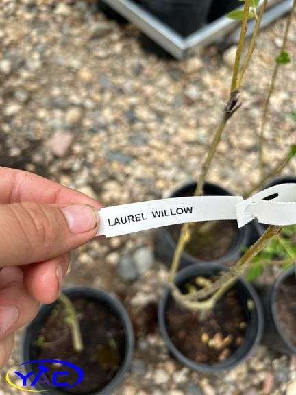 5- Laurel Willow (BUYER MUST PAY 5X THE BID PRICE)
