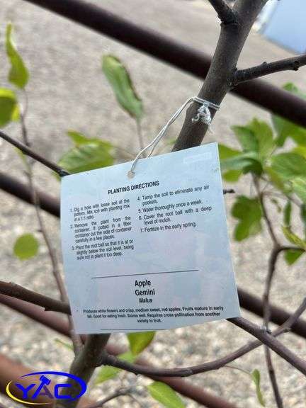 2- Gemini Apple Tree's (BUYER MUST PAY 2X THE BID PRICE)