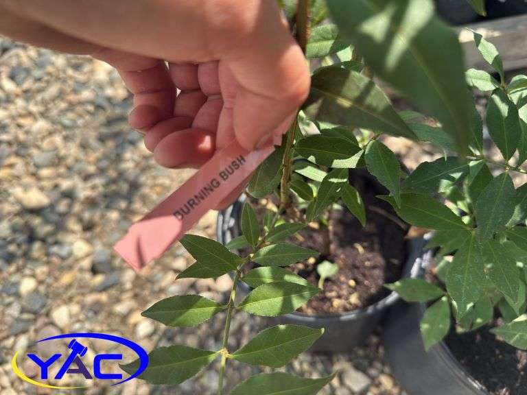 2 - Burning Bush (BUYER MUST PAY 2X THE BID PRICE)