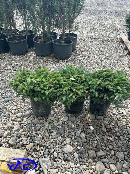 3- Dwarf Nest Spruce (BUYER MUST PAY 3X THE BID PRICE)