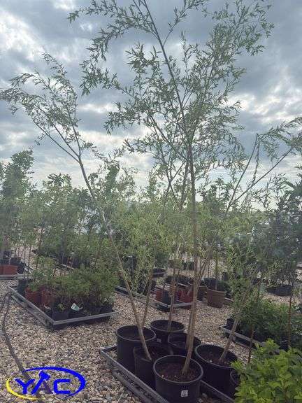 6- Prairie Cascade Weeping Willow (BUYER MUST PAY 6X THE BID PRICE)