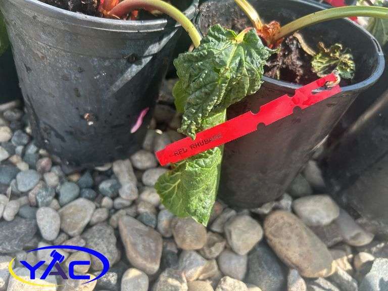 10- Red Rhubarb (BUYER MUST PAY 10X THE BID PRICE)