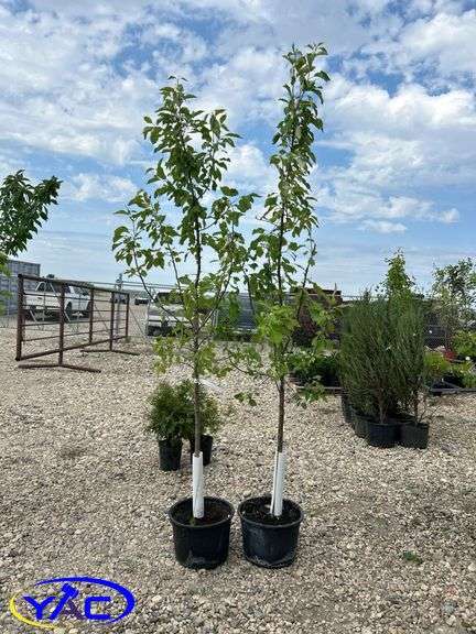 2- Norkent Apple Tree (BUYER MUST PAY 2X THE BID PRICE)