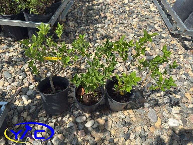 3- Nothern Gold Forsythia (BUYER MUST PAY 3X THE BID PRICE)