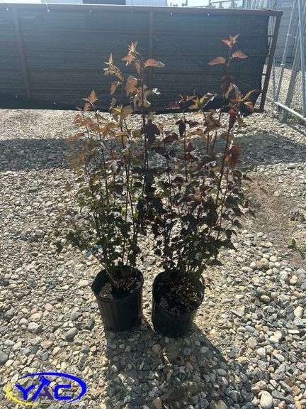 2- Satin Chocolate Ninebark (BUYER MUST PAY 2X THE BID PRICE)
