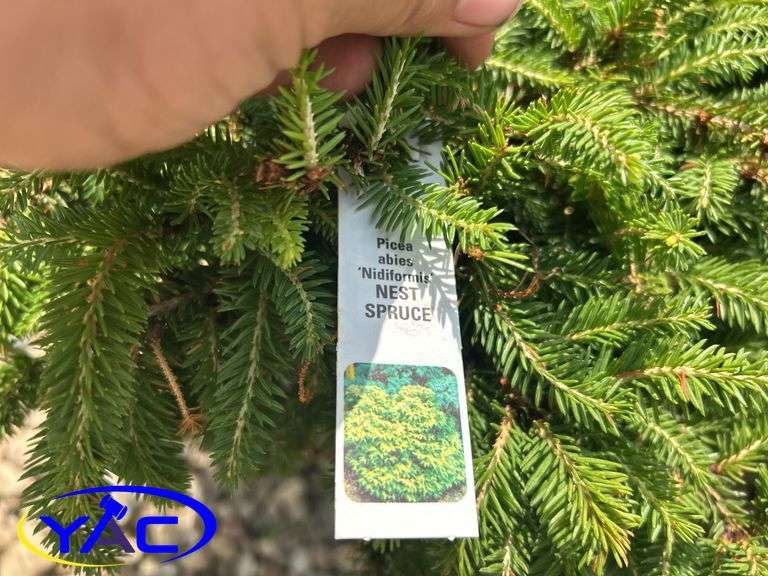 3- Dwarf Nest Spruce (BUYER MUST PAY 3X THE BID PRICE)