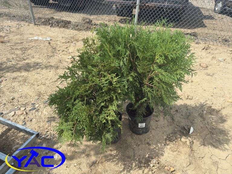 3- Globe Cedar (BUYER MUST PAY 3X THE BID PRICE)