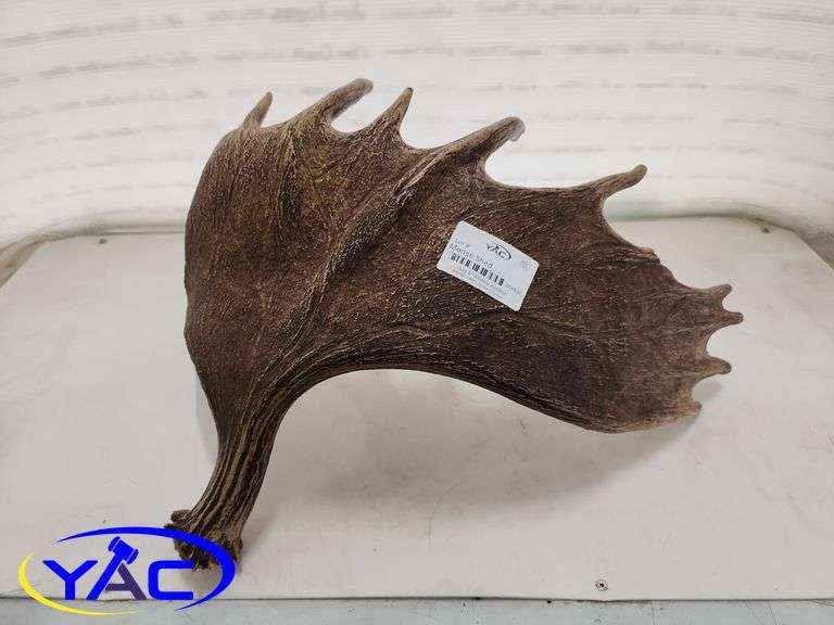 Moose Shed