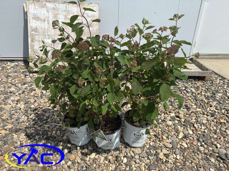 3- Invincible Lace Hydrangea's (BUYER MUST PAY 3X THE BID PRICE)