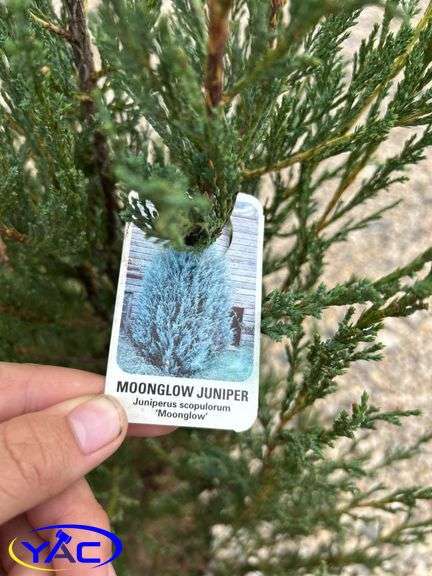4- Moonglow Juniper (BUYER MUST PAY 4X THE BID PRICE)