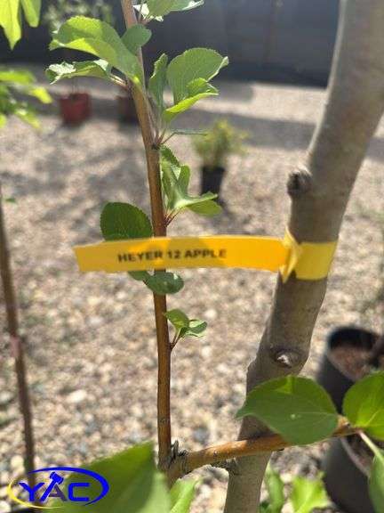 3- Heyer12 Apple Tree's (BUYER MUST PAY 3X THE BID PRICE)
