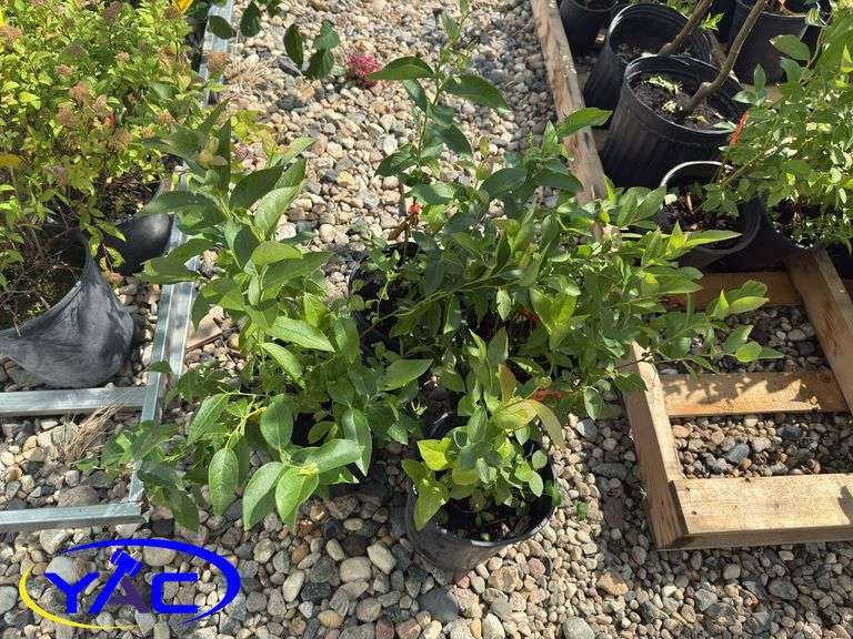 4- Polaris Blueberry (BUYER MUST PAY 4X THE BID PRICE)