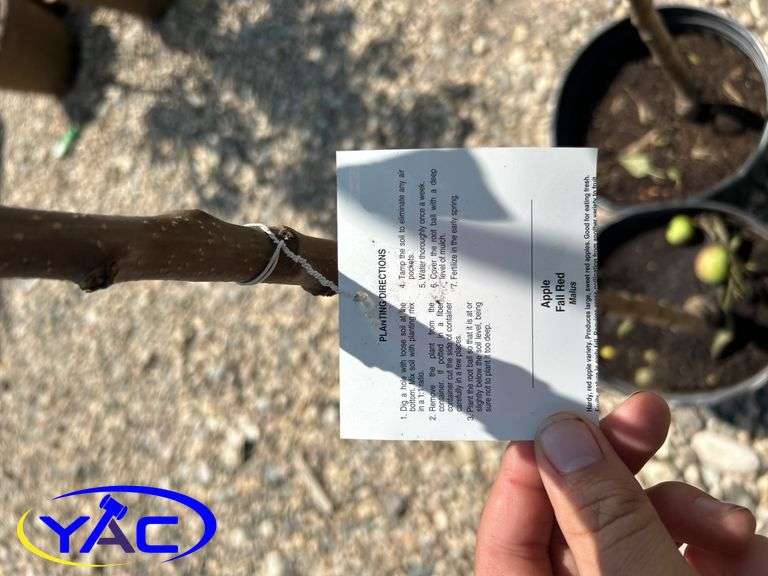 2- Fall Red Apple Tree's (BUYER MUST PAY 2X THE BID PRICE)