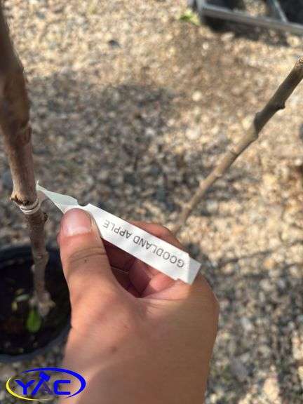 2- Goodland Apple Trees (BUYER MUST PAY 2X THE BID PRICE)