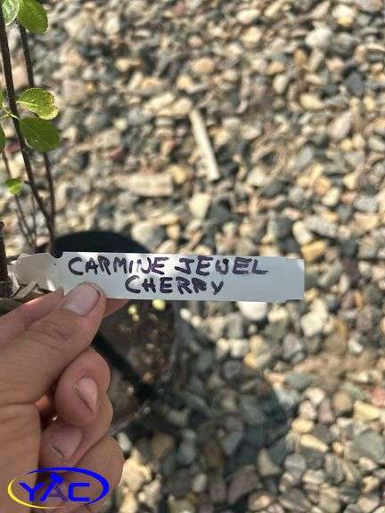 2-Carmine Jewel Cherry (BUYER MUST PAY 2X THE BID PRICE)