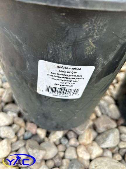 4- Savin Juniper (BUYER MUST PAY 4X THE BID PRICE)