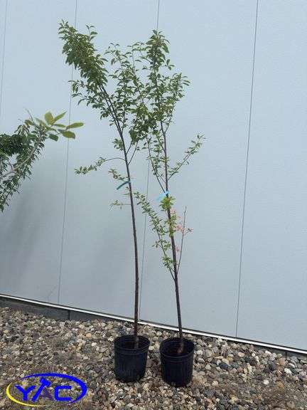 2- Ming Cherries (BUYER MUST PAY 2X THE BID PRICE)