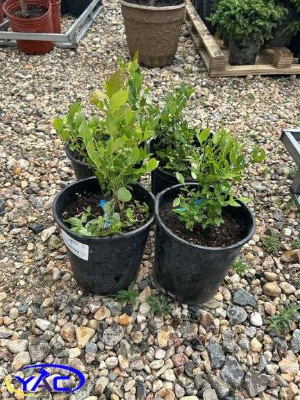 4- North Blue Blueberry  BUYER MUST PAY 4X THE BID PRICE)