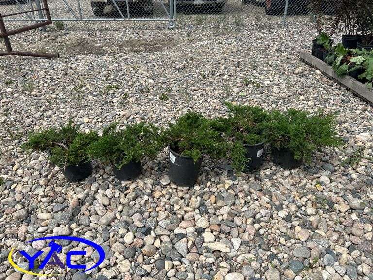 5- Buffalo Juniper (BUYER MUST PAY 5X THE BID PRICE)