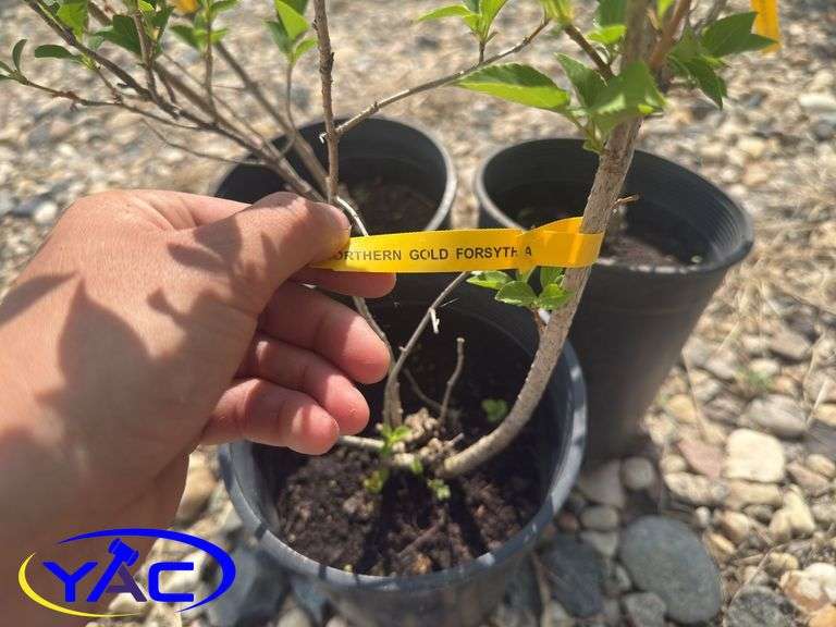3- Nothern Gold Forsythia (BUYER MUST PAY 3X THE BID PRICE)