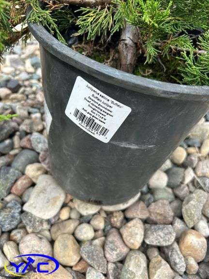 5- Buffalo Juniper (BUYER MUST PAY 5X THE BID PRICE)