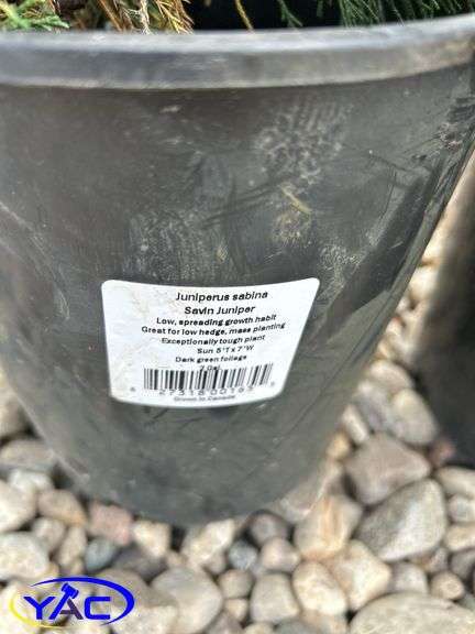 4- Savin Juniper (BUYER MUST PAY 4X THE BID PRICE)