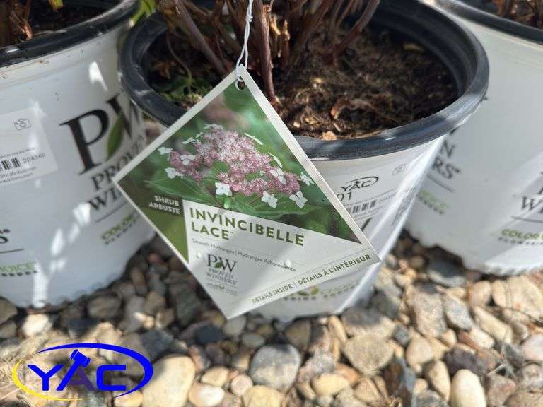 3- Invincible Lace Hydrangea's (BUYER MUST PAY 3X THE BID PRICE)