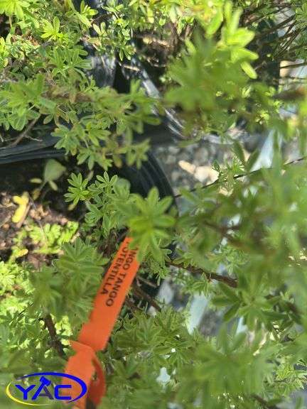 3- Mango Tango Potentilla (BUYER MUST PAY 3X THE BID PRICE)