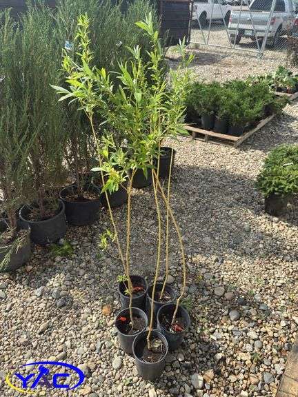 5- Golden Willows (BUYER MUST PAY 5X THE BID PRICE)