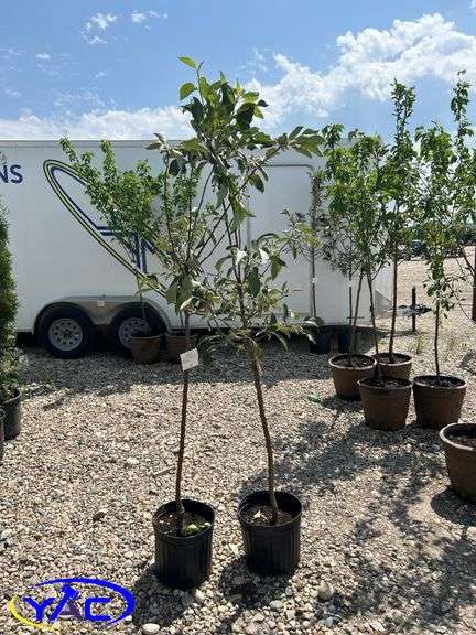 2- Fall Red Apple Tree's (BUYER MUST PAY 2X THE BID PRICE)