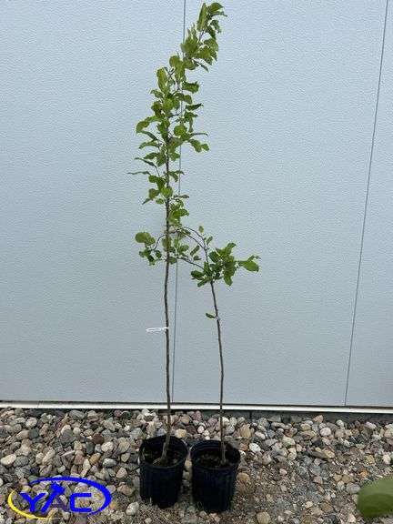 2 -Battleford Apple Trees (BUYER MUST PAY 2X THE BID PRICE)