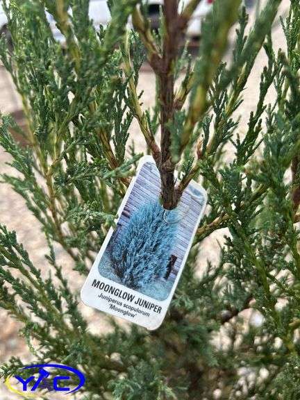 4- Moonglow Juniper (BUYER MUST PAY 4X THE BID PRICE)