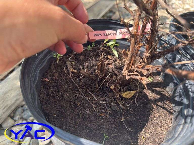 3- Pink Beauty Potentilla (BUYER MUST PAY 3X THE BID PRICE)