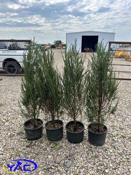 4- Moonglow Juniper (BUYER MUST PAY 4X THE BID PRICE)