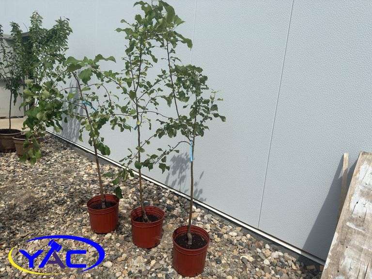 3- Gloria Apple Tree's (BUYER MUST PAY 3X THE BID PRICE)
