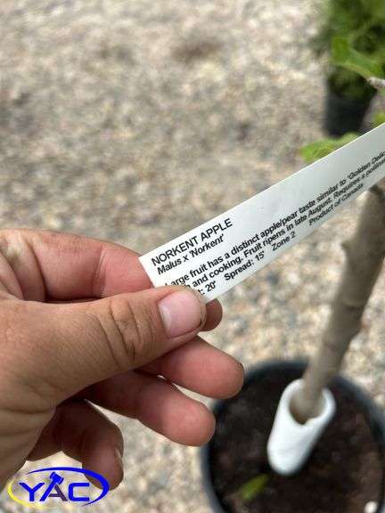 2- Norkent Apple Tree (BUYER MUST PAY 2X THE BID PRICE)