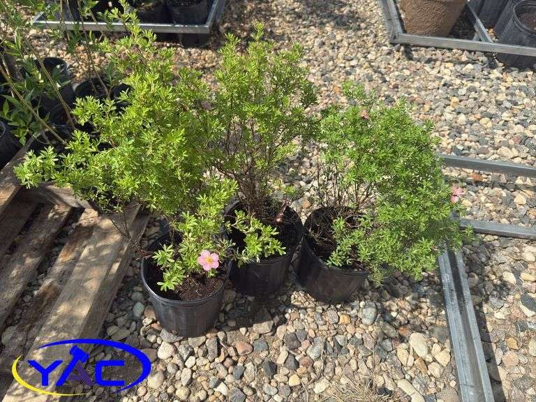 3- Pink Beauty Potentilla (BUYER MUST PAY 3X THE BID PRICE)