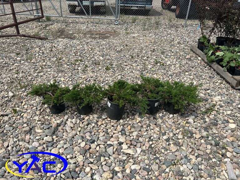 5- Buffalo Juniper (BUYER MUST PAY 5X THE BID PRICE)
