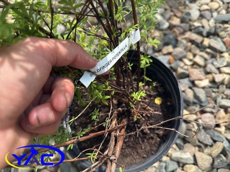 3- Gold Finger Potentilla (BUYER MUST PAY 3X THE BID PRICE)