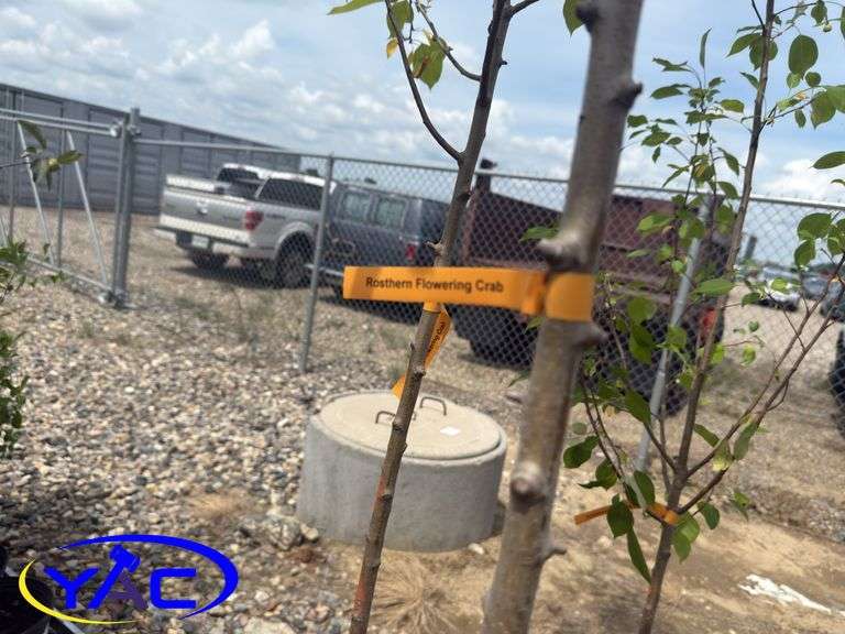 4- Rosthern Flowering Crab (BUYER MUST PAY 4X THE BID PRICE)