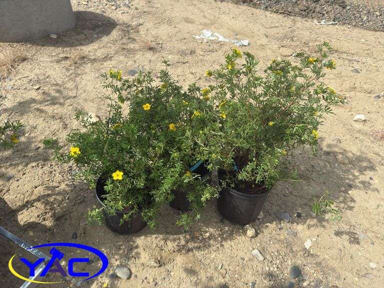 3- Coronation Triumph Potentilla's (BUYER MUST PAY 3X THE BID PRICE)