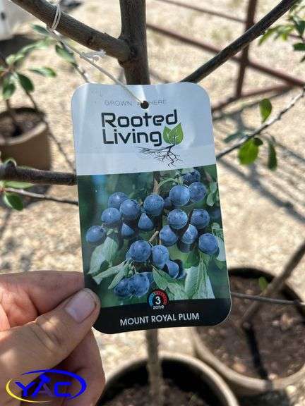 2-Mount Royal Plums (BUYER MUST 2X THE BID PRICE)