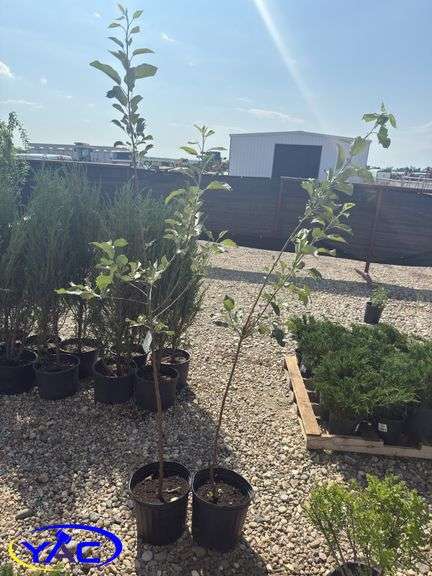 2- Honeycrisp Apple Tree's (BUYER MUST PAY 2X THE BID PRICE)