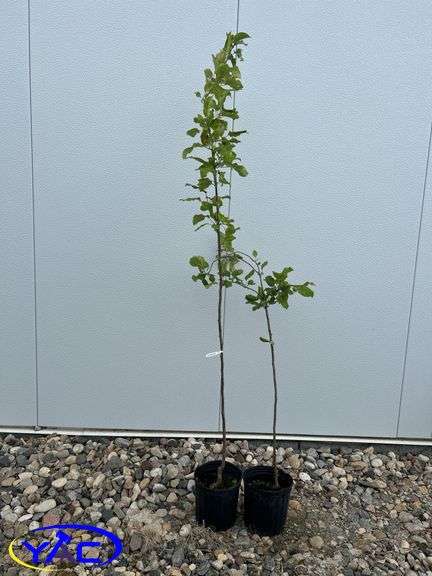 2-Battleford Trees (BUYER MUST PAY 2X THE BID PRICE)