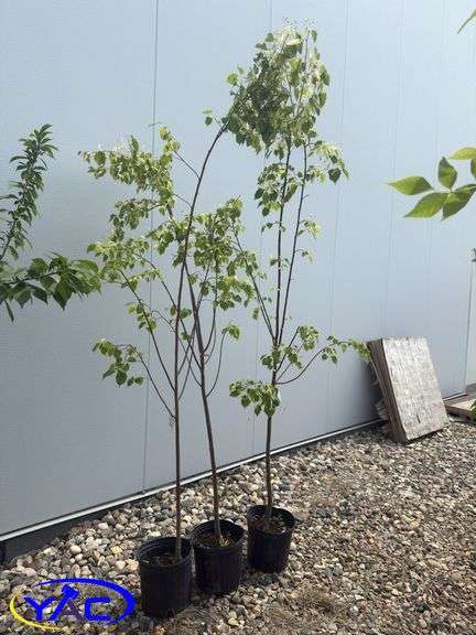 3- Greenspire Linden Trees (BUYER MUST PAY 3X THE BID PRICE)