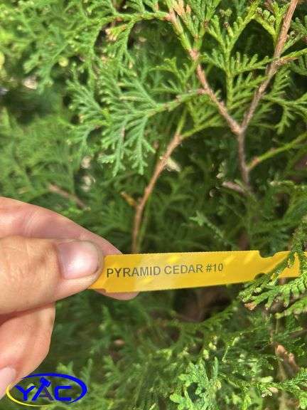 5 - Brandon Pyramid Cedars (BUYER MUST PAY 5X THE BID PRICE)